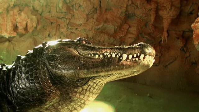 Alligator eating close up, The oldest Alligator in the world