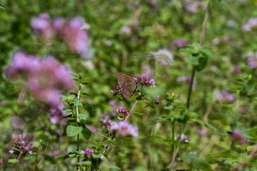 Oregano_Copyright:Katrin Schuetzenauer, Gartenstrawanzerin