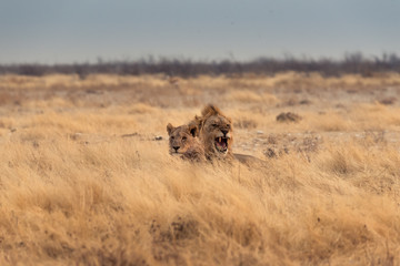 Lions Playing in the Morning