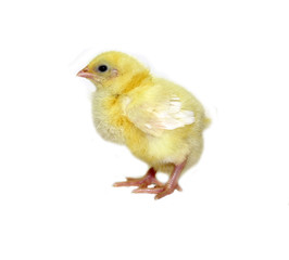 Nestling little yellow chick