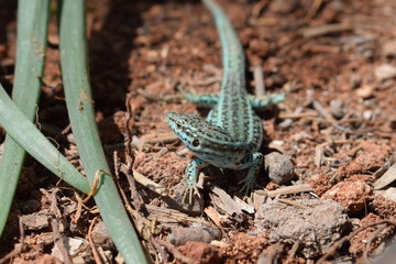 Formentera wall lizard