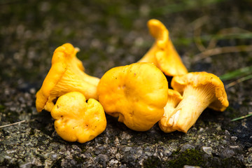 Pfifferlinge frisch gepflückt