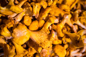 Pfifferlinge frisch aus dem Wald