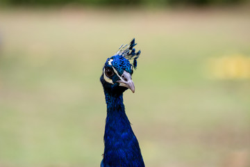Naklejka premium Peacock