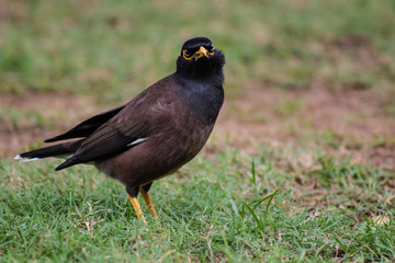 Myna bird