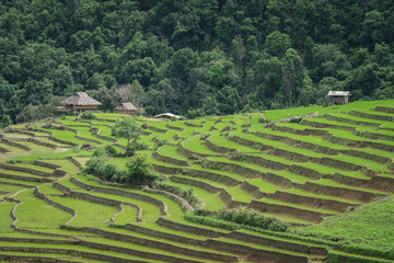 Fototapeta na wymiar Terraced Paddy Field in Mae-Jam Village , Chiang Mai Province ,