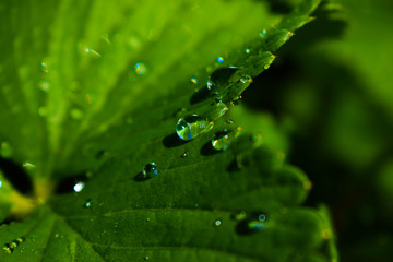 Water drop on the leaf