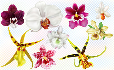 Different orchids flowers