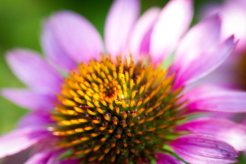 Fototapeta premium Echinacea_Copyright:Katrin Schuetzenauer, Gartenstrawanzerin