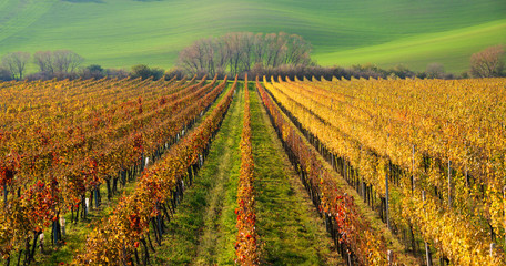 Autumn Colorful Rows Of Grape Vines. Autumn Landscape With Colorful Grape Vineyards Of Czech Republic. Abstract Background Of Autumn Vineyards Rows. Autumn Color Vineyard Landscape. Line and Vine
