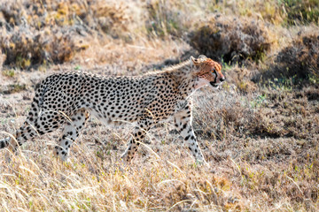 Cheetah in Serengeti National Park, Tanzania.