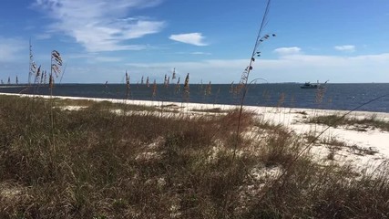 Sea Oats