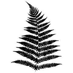 Silhouette of a forest fern. Detailed ferns drawing. Vector illustration.