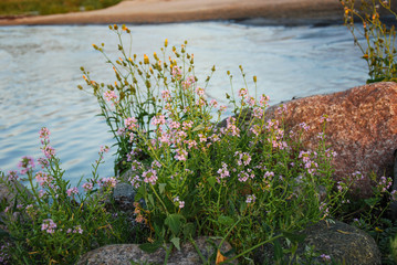 Pink wildflower by the beach