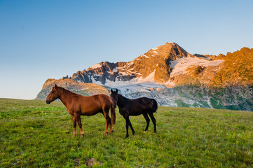 Fototapeta na wymiar The beautiful summer landscape with horses in Arkhyz, Russia