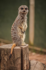 Fototapeta premium Meercat