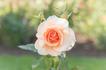 Close up of peach rose blooming in summer garden