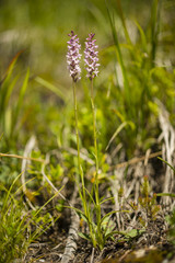 Wild orchid of the Alps mountains