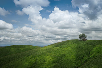 Fototapeta na wymiar Corn field on the mountain with Blue sky and cloud