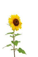 Fototapeta premium Sonnenblume auf weißem Hintergrund