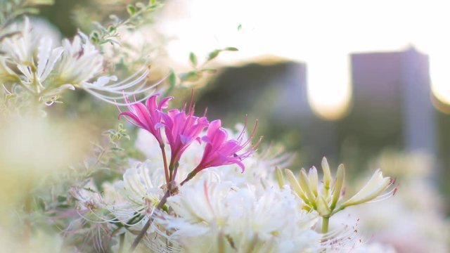 Pink and white cluster amaryllis swaying in wind in sunset light

