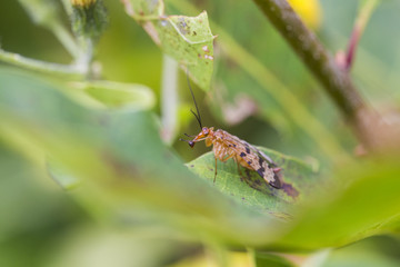 Scorpionflie family Panorpidae and the genus Panorpa
