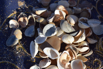 seashell