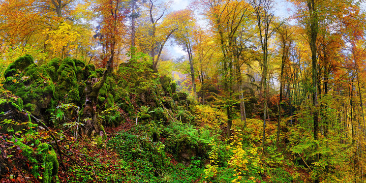 Herbstlicher Laubwald bei Kipfenberg im Altm&uuml;hltal