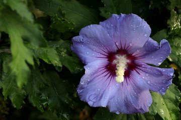 Blaue Hibiskusblüte © alexbuess