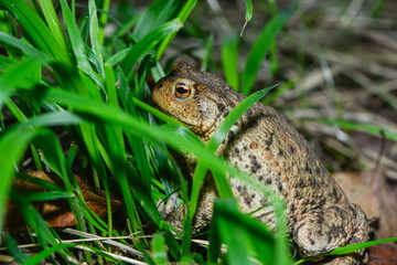 Erdkröte in der Wiese