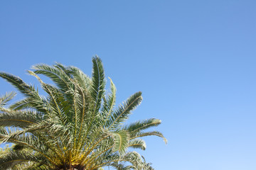 Green palm tree on blue sky background.