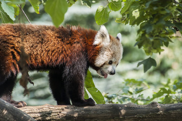 panda rosso