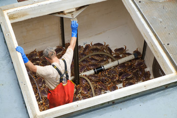 Live crab in hold with deck hand