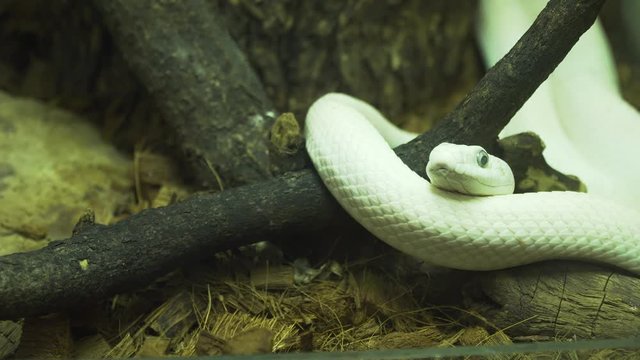 Texas rat snake on a wooden branch.4k
