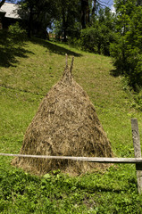 łąka, kwiaty, drzewa  © wedrownik52