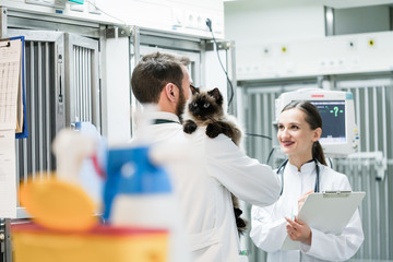 Veterinarians in Intensive Care Unit of pet clinic with cat discussing