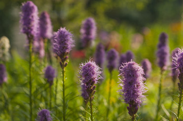 Liatris spicata bloom in the garden