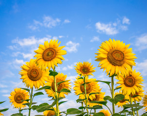 Sunflower field with cloudy blue sky