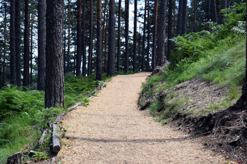 Beautiful path for walking and jogging in the forest