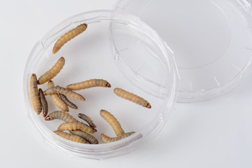 Wax moth larvae. Enemy bees. Galleria mellonella. Apitherapy.