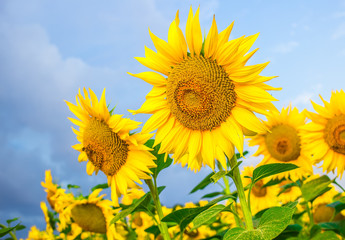 Sunflower field with cloudy blue sky