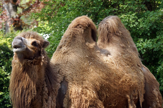 Trampeltier (Camelus ferus bactrianus)