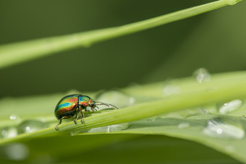Jewel bug on blades of grass with dew drops.