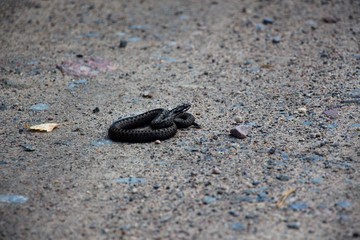 Poisonous snake Viper in gray color with rhombuses, lies a ring on a forest road