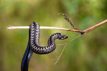 Poisonous snake Viper in gray color with rhombuses, winds on a tree branch