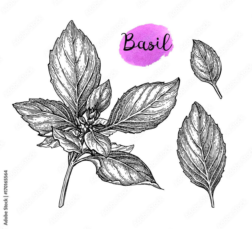 Canvas Prints basil ink sketch