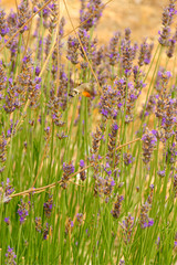 Hummingbird hawk-moth (Sphingidae) feeds on nectar from lavender flowers