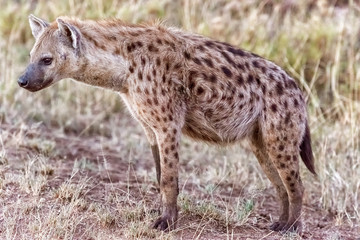 Hyena in Serengeti National Park, Tanzania.