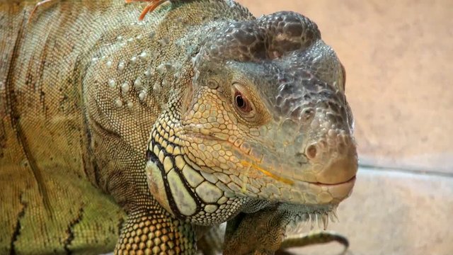 Lizard, Comodo Dragon video, close up