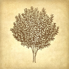Bay laurel tree.